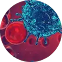 Infektionen als Belastung für die Gelenke